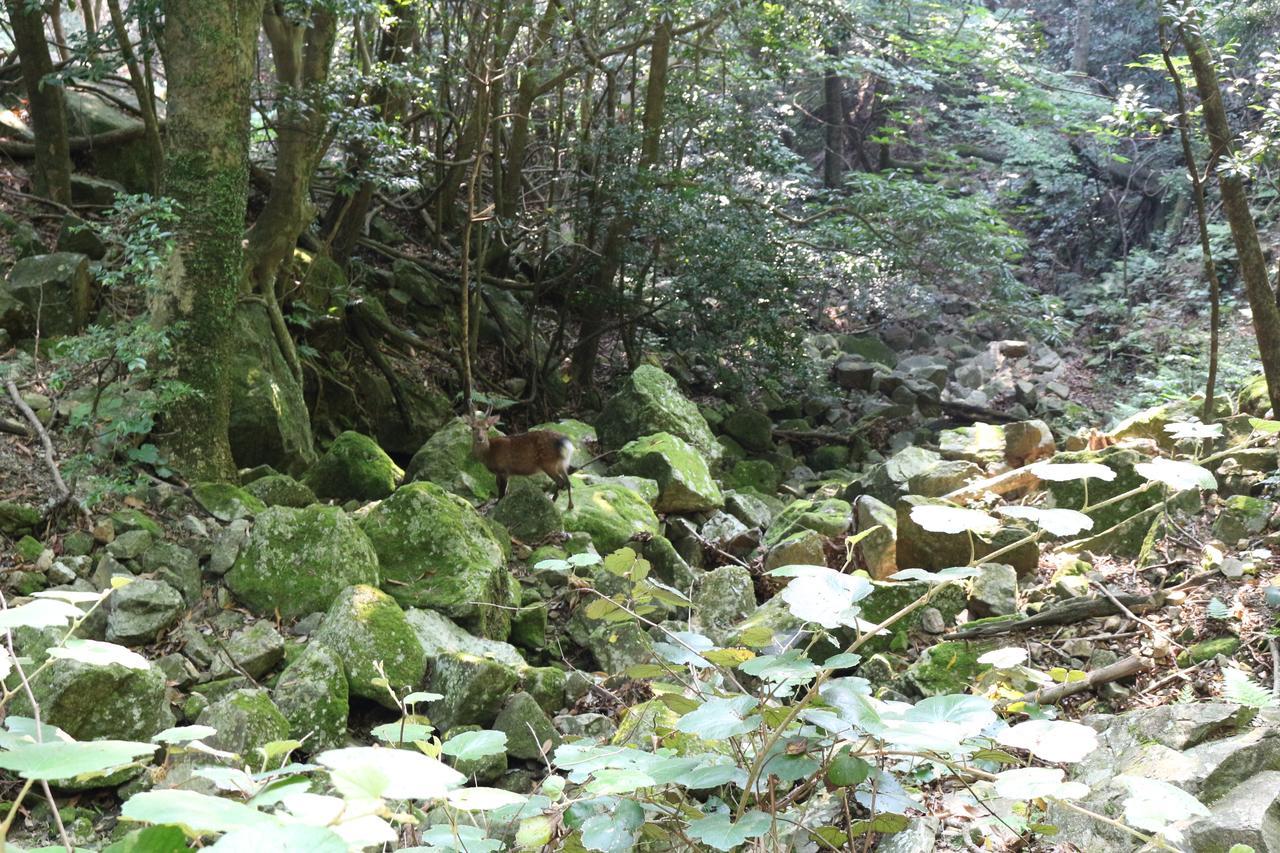 Cottage Yakusugi House Yakushima  Exterior foto